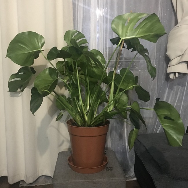 The Wandering Mother Blog | Cheese Plant - Monstera Deliciosa